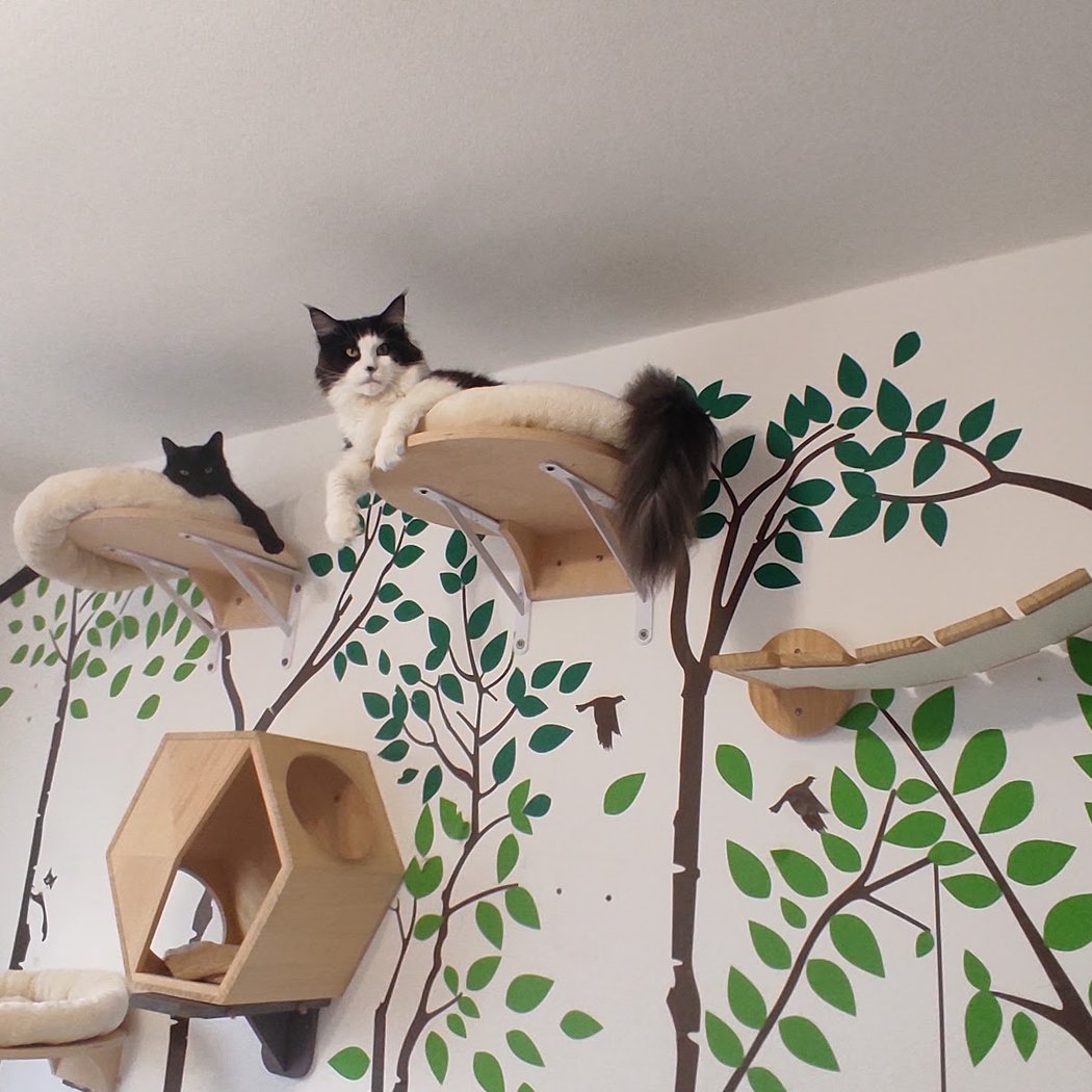 Pension familiale sans box pour chien et chat lanounoudespatounes 1